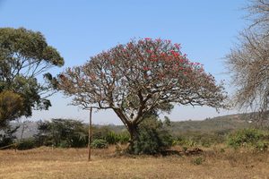 Ein Baum in Emmaberg